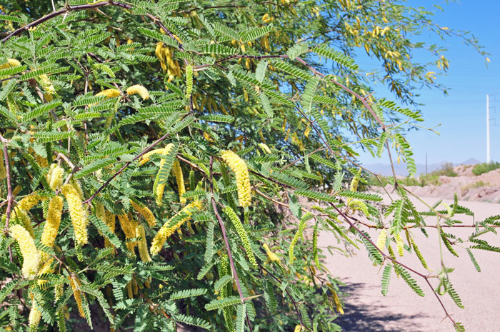 Honey Mesquite has 3 varieties across its’ wide geographic distribution. All species of Mesquite make excellent firewood. Prosopis glandulosa